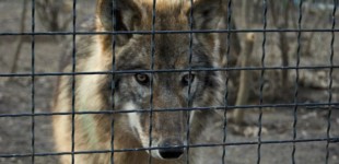 Caged – Canis Lupus